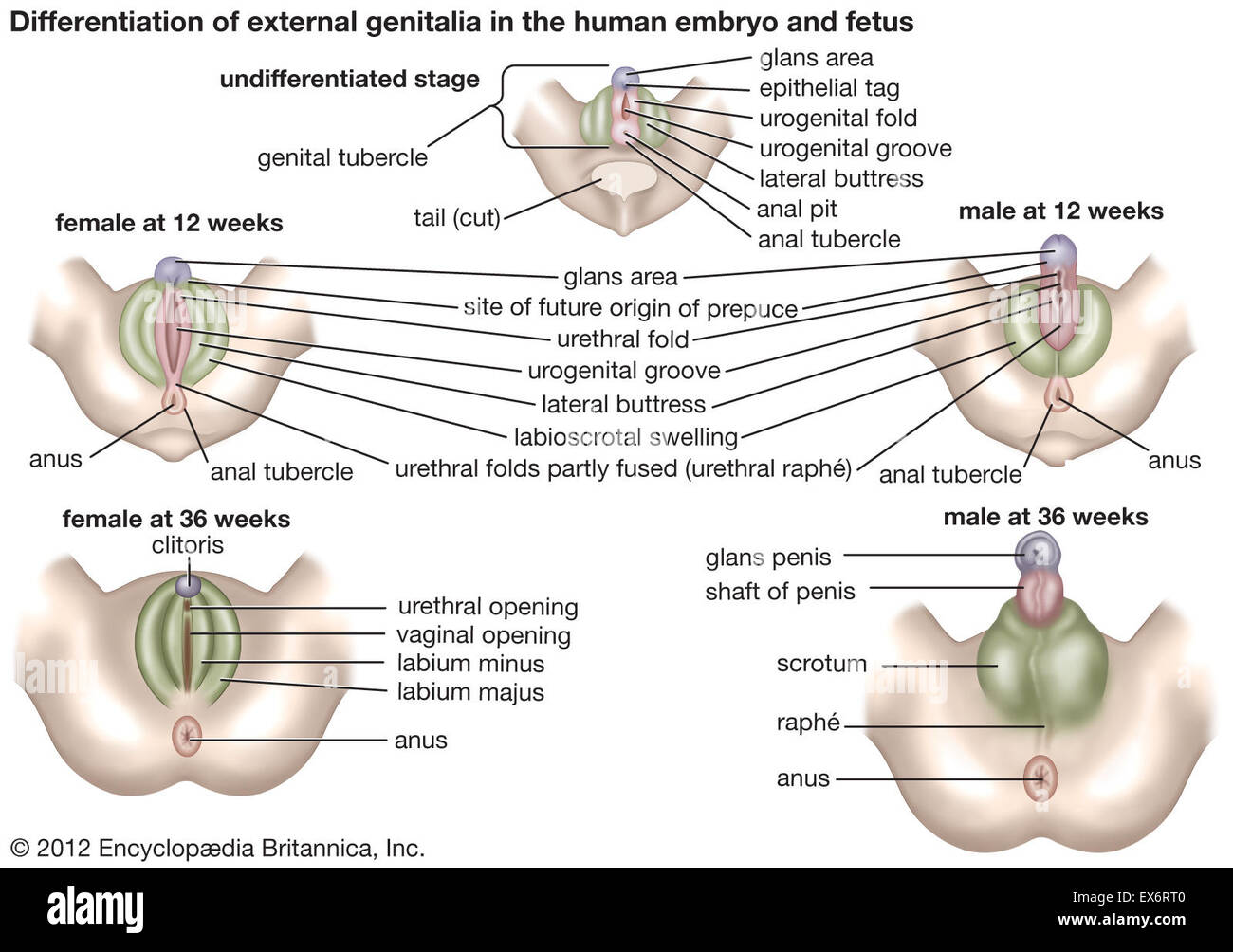Pictures of hermaphrodite genitalia on humans