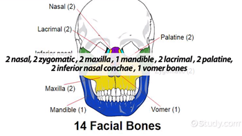 14 facial bones