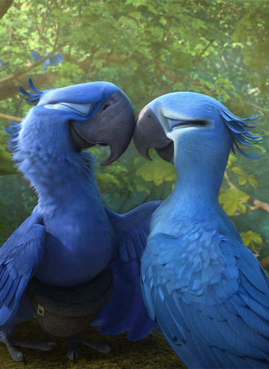 Best images about rio on pinterest minnesota birds